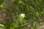 Corn spurry 